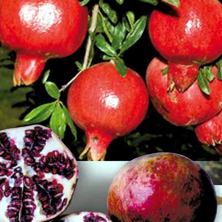 Melograno (Punica granatum) — frutto in campo, foto scheda tecnica Vivai F.lli Zanzi