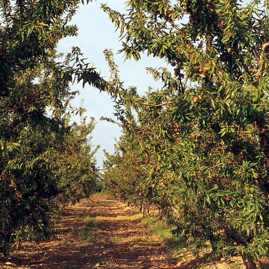Mandorlo (Prunus dulcis) — frutto in campo, foto scheda tecnica Vivai F.lli Zanzi