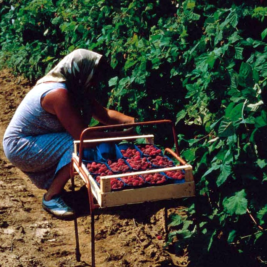 Piccoli frutti (Rubus idaeus · R. ulmifolius · Vaccinium corymbosum · Ribes spp.) — frutto in campo, foto scheda tecnica Vivai F.lli Zanzi
