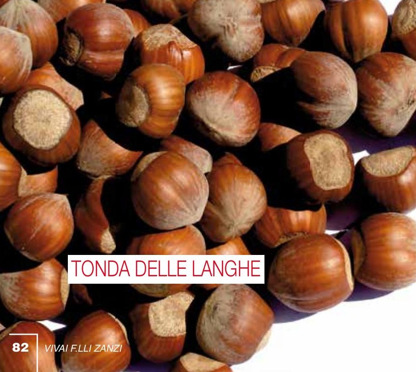 Nocciolo (Corylus avellana) — frutto in campo, foto scheda tecnica Vivai F.lli Zanzi