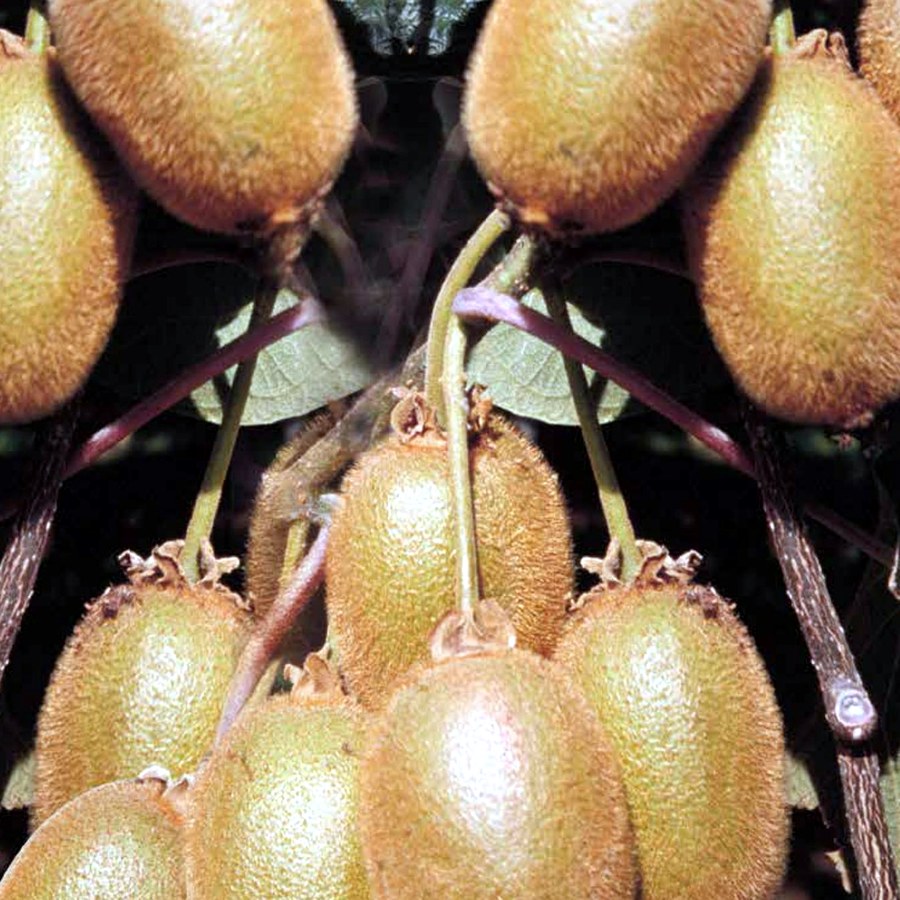 Actinidia (Kiwi) (Actinidia chinensis / deliciosa) — frutto in campo, foto scheda tecnica Vivai F.lli Zanzi