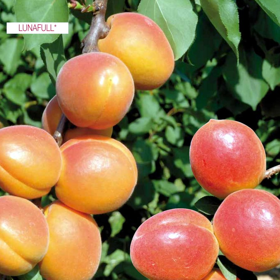 Albicocco (Prunus armeniaca) — frutto in campo, foto scheda tecnica Vivai F.lli Zanzi