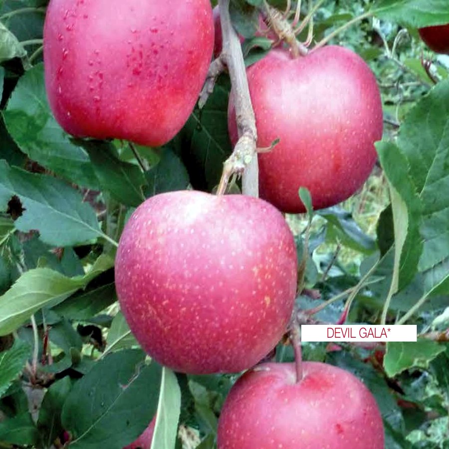 Melo (Malus domestica) — frutto in campo, foto scheda tecnica Vivai F.lli Zanzi